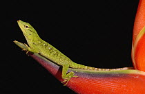 Neotropical Green Anole (Anolis biporcatus) female on Heliconia, Esmeraldas, Choco Rainforest, Ecuador