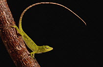 Neotropical Green Anole (Anolis biporcatus) female on Heliconia, Esmeraldas, Choco Rainforest, Ecuador
