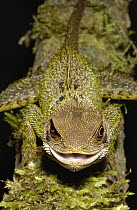 Bocourt's Dwarf Iguana (Enyalioides heterolepis) close up, Esmeraldas, Choco Rainforest, Ecuador