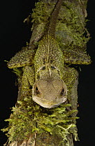 Bocourt's Dwarf Iguana (Enyalioides heterolepis), Esmeraldas, Choco Rainforest, Ecuador