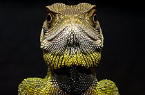 Bocourt's Dwarf Iguana (Enyalioides heterolepis) close up, Esmeraldas, Choco Rainforest, Ecuador