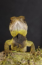 Bocourt's Dwarf Iguana (Enyalioides heterolepis) close-up, Esmeraldas, Choco Rainforest, Ecuador