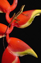 Anolis Lizard (Anolis sp) male on Heliconia, Esmeraldas, Choco rainforest, Ecuador