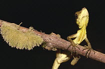 Anolis Lizard (Anolis sp) male, Esmeraldas, Choco rainforest, Ecuador
