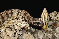 Mollusc-eating Snake (Dipsas areas) with snail prey, Guallabamba region, Andes Mountains, northwest Ecuador