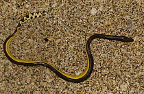 Yellow-bellied Sea Snake (Pelamis platurus) highly venomous, Esmeraldas Coast, northwest Ecuador