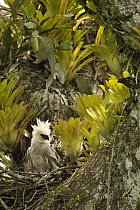 Harpy Eagle (Harpia harpyja) five month old chick on Kapok or Ceibo tree (Ceiba trichistandra) nest, Aguarico River drainage, Amazon rainforest, Ecuador