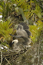 Harpy Eagle (Harpia harpyja) five month old chick stretching its wings on nest in Kapok or Ceibo tree (Ceiba trichistandra), Aguarico River drainage, Amazon rainforest, Ecuador