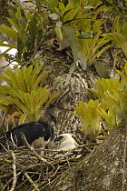 Harpy Eagle (Harpia harpyja) mother with five month old chick in nest in Kapok or Ceibo tree (Ceiba trichistandra), Aguarico River drainage, Amazon rainforest, Ecuador
