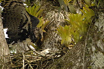 Harpy Eagle (Harpia harpyja) mother with five month old chick in nest in Kapok or Ceibo tree (Ceiba trichistandra), Aguarico River drainage, Amazon rainforest, Ecuador