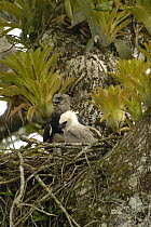 Harpy Eagle (Harpia harpyja) mother with five month old chick on Kapok or Ceibo tree (Ceiba trichistandra), Aguarico River drainage, Amazon rainforest, Ecuador