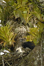 Harpy Eagle (Harpia harpyja) mother with five month old chick on Kapok or Ceibo tree (Ceiba trichistandra) nest, Aguarico River drainage, Amazon rainforest, Ecuador