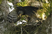 Harpy Eagle (Harpia harpyja) leaving nest in Kapok or Ceibo tree (Ceiba trichistandra), Aguarico River drainage, Amazon rainforest, Ecuador