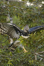 Harpy Eagle (Harpia harpyja) female gathering twigs to line her nest, Aguarico River drainage, Amazon rainforest, Ecuador