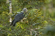 Harpy Eagle (Harpia harpyja) female with a twig to line her nest, Aguarico River drainage, Amazon rainforest, Ecuador