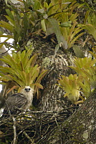 Harpy Eagle (Harpia harpyja) five month old chick in the rain on nest in Kapok or Ceibo tree (Ceiba trichistandra), Aguarico River drainage, Amazon rainforest, Ecuador