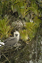Harpy Eagle (Harpia harpyja) five month old chick on nest in Kapok or Ceibo tree (Ceiba trichistandra), Aguarico River drainage, Amazon rainforest, Ecuador