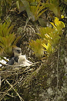 Harpy Eagle (Harpia harpyja) father with five month old chick on nest in Kapok or Ceibo tree (Ceiba trichistandra), Aguarico River drainage, Amazon rainforest, Ecuador