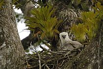 Harpy Eagle (Harpia harpyja) five month old chick on nest in Kapok or Ceibo tree (Ceiba trichistandra), Aguarico River drainage, Amazon rainforest, Ecuador