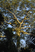Kapok (Ceiba trichistandra) tree with Harpy Eagle (Harpia harpyja) nest, Aguarico River drainage, Amazon rainforest, Ecuador
