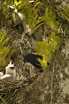 Harpy Eagle (Harpia harpyja) mother with five month old chick on nest in Kapok or Ceibo tree (Ceiba trichistandra), Aguarico River drainage, Amazon rainforest, Ecuador