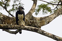 Harpy Eagle (Harpia harpyja) adult female in Kapok or Ceibo tree (Ceiba trichistandra), Aguarico River drainage, Amazon rainforest, Ecuador