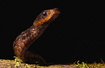 Large-scaled Black Tree Snake (Chironius grandisquamis) close up of head, Choco Rainforest, northwest Ecuador