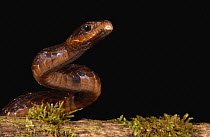 Large-scaled Black Tree Snake (Chironius grandisquamis) close up, Choco Rainforest, northwest Ecuador