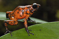 Splendid Poison Dart Frog (Dendrobates sylvaticus), Choco Rainforest, Esmeraldas, northwest Ecuador