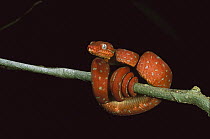 Emerald Tree Boa (Corallus caninus) coiled juvenile, Iwokrama Reserve, Guyana