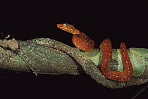 Emerald Tree Boa (Corallus caninus) juvenile, Iwokrama Reserve, Guyana