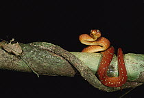Emerald Tree Boa (Corallus caninus) juvenile, Iwokrama Reserve, Guyana