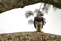Harpy Eagle (Harpia harpyja) wild female 40 meters up a Kapok or Ceibo tree (Ceiba trichistandra), Cuyabeno Reserve, Amazon rainforest, Ecuador