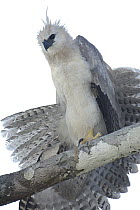 Harpy Eagle (Harpia harpyja) recently fledged seven month old wild chick 40 meters up a Kapok or Ceibo tree (Ceiba trichistandra) on nest, shrouding prey recently delivered by parent, Cuyabeno Reserve...