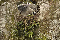 Harpy Eagle (Harpia harpyja) recently fledged seven month old wild chick 40 meters up a Kapok or Ceibo tree (Ceiba trichistandra) on nest, shrouding prey recently brought by parent bird, Cuyabeno Rese...