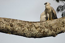 Harpy Eagle (Harpia harpyja) recently fledged seven month old wild chick 40 meters up a Kapok or Ceibo tree (Ceiba trichistandra), Cuyabeno Reserve, Amazon rainforest, Ecuador