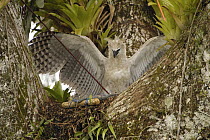 Harpy Eagle (Harpia harpyja) recently fledged seven month old wild chick 40 meters up a Kapok or Ceibo tree (Ceiba trichistandra) in nest, inspecting trap, Cuyabeno Reserve, Amazon rainforest, Ecuador
