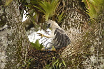 Harpy Eagle (Harpia harpyja) recently fledged seven month old wild chick 40 meters up a Kapok or Ceibo tree (Ceiba trichistandra) in trap set by biologist Alexander Blanco, Cuyabeno Reserve, Amazon ra...