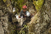 Harpy Eagle (Harpia harpyja) recently fledged seven month old wild chick in nest 40 meters up a Kapok or Ceibo tree (Ceiba trichistandra) with leg caught in trap set by biologist Alexander Blanco, Cuy...