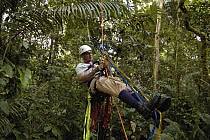 Biologist Alexander Blanco 40 meters up a Kapok tree preparing to set a trap to catch a recently fledged seven month old wild Harpy Eagle (Harpia harpyja) chick to put a GPS transmitter on it, Amazon...