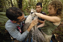 Harpy Eagle (Harpia harpyja) wild seven month old fledgling having a GPS attached by Alexander Blanco and Ruth Muiz, Cuyabeno Reserve, Amazon rainforest, Ecuador