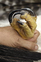 Harpy Eagle (Harpia harpyja) claws of a recently fledged seven month old held by Alexander Blanco, Cuyabeno Reserve, Amazon rainforest, Ecuador