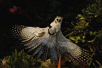 Harpy Eagle (Harpia harpyja) recently fledged seven month old wild chick being hauled 40 meters up a Kapok or Ceibo tree (Ceiba trichistandra) back to its nest for release, Cuyabeno Reserve, Amazon ra...