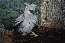 Harpy Eagle (Harpia harpyja) recently fledged seven month old chick returned to its nest 40 meters up a Kapok (Ceiba trichistandra) tree after having a GPS transmitter attached, Cuyabeno Reserve, Amaz...