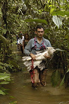 Harpy Eagle (Harpia harpyja) recently fledged seven month old wild chick carried by Alexander Blanco through the swamp to dry ground Cuyabeno Reserve, Amazon rainforest, Ecuador