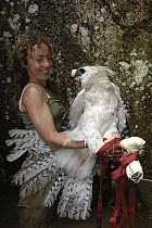 Harpy Eagle (Harpia harpyja) wild seven month old fledgling held by Ruth Muiz, Cuyabeno Reserve, Amazon rainforest, Ecuador
