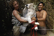 Harpy Eagle (Harpia harpyja) wild seven month old fledgling held by Ruth Muiz and Oswaldo Criollo, Cuyabeno Reserve, Amazon rainforest, Ecuador