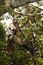 Alexander Blanco 40 meters up a Kapok tree preparing to set a trap to catch a recently fledged seven month old wild Harpy Eagle (Harpia harpyja) chick to put a GPS transmitter on it, Amazon rainforest...