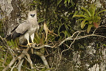Harpy Eagle (Harpia harpyja) recently fledged seven month old wild chick 40 meters up a Kapok or Ceibo tree (Ceiba trichistandra), Cuyabeno Reserve, Amazon rainforest, Ecuador