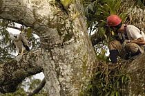 Alexander Blanco 40 Meters up a Kapok tree in Harpy nest setting a trap to catch a recently fledged seven month old wild Harpy Eagle (Harpia harpyja) chick at left, Cuyabeno Reserve, Amazon rainforest...